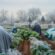 Denver Gardeners Protect Plants from Freeze, Denver Limousines