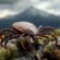 Unveiling the Secrets of Ticks in Denver’s Climate, Denver Limousines