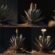 The Life Cycle of the Utah Agave, Denver Limousines